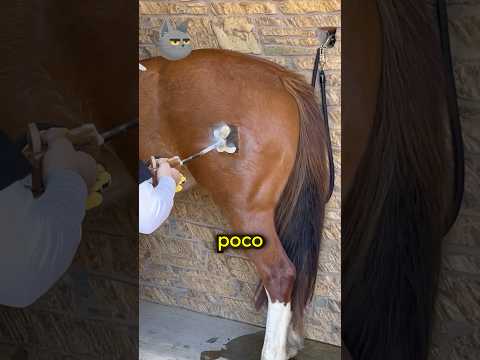Así marcan la piel de los caballos 😭 #animales #caballos #curiosidades #curiosoben