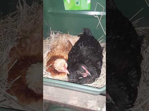 Ich glaub's nicht!😲 #Glucke Mary bekommt Besuch 🐔🐔 #Shorts #Hühner #Küken #Brutei #Henne #Naturbrut