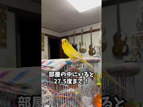 こんばんは❣️まだ4月の上旬だと言うのにこの暑さ😳 #セキセイインコ #小夏 #暑い