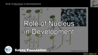 Role of Nucleus in Development