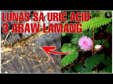 Bhes Tv; ANG UGAT NA MAKAKAALIS NG INYONG URIC ACID, BONE AT JOINT PAINS SA LOOB NG 3 ARAW
