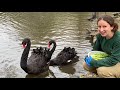 Ducks and Their Unique Characteristics