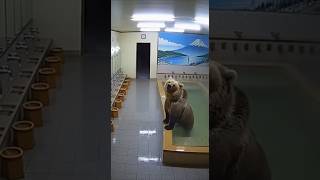 クマが銭湯に出没した結果…！ #animalshorts #衝撃映像 #wildlife #監視カメラ
