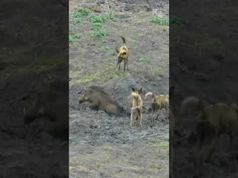 Against All Odds: The Incredible Survival Story of a Warthog Who Outsmarted a Pack of Wild Dogs