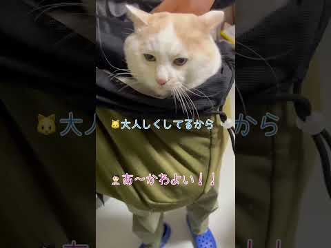 やっぱり帰る時はキャリーより抱っこで帰りたい猫【病院猫のほっぺ太郎】#shorts