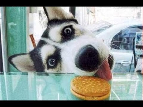 FUNNY AND CUTE CATS AND DOGS VIDEO #1 | Just Animal Videos