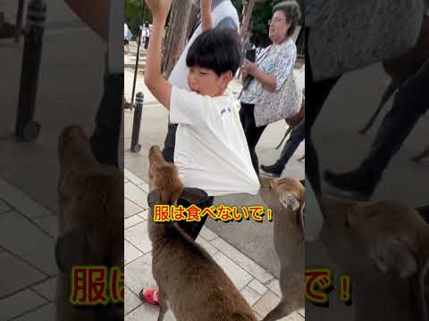 奈良公園で鹿せんべい買った瞬間に終わった#shorts