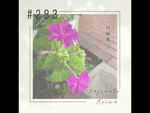 第283 話 / 白粉花