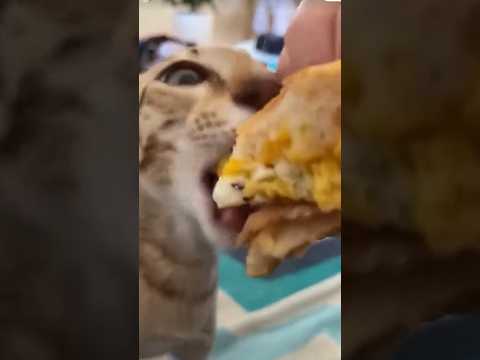 Cat sounds are so cute 🥰 yum yum #cat #funnycats #pets