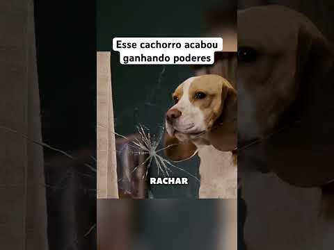 Esse cachorro acabou ganhando poderes.
