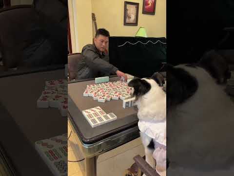 狗子成精?麻將桌上的它太會算計了 #边牧打麻将 #games #pets #funny#麻将