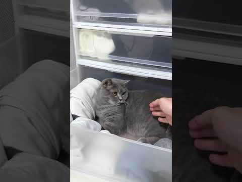 衣装ケースに入って出ない猫 #猫 #猫好きさんと繋がりたい #子ネコ #cat #ネコ #好きな子猫 #ねこ #猫のいる生活 #猫動画 #猫のいる暮らし