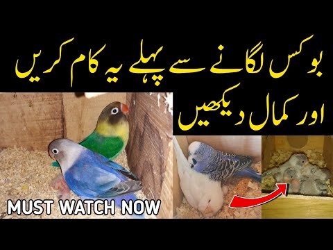 8 most important steps before breeding season / Achi bread ke lia ye kam lazmi karien