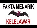Kuis Tentang Kelelawar