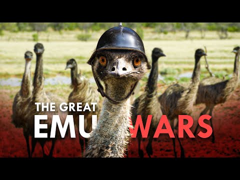 The Emu War: How Emus Defeated The Australian Army