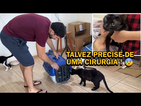 PRECISOU FICAR NA CLÍNICA VETERINÁRIA. 💔