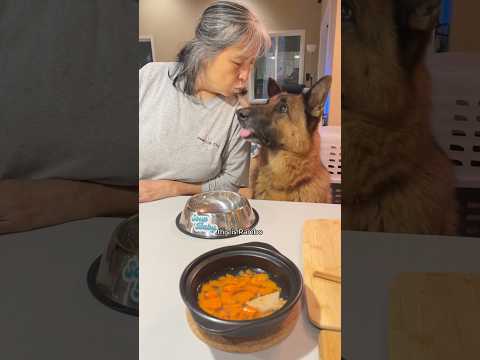 My senior German Shepherd’s evening routine #shorts