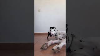 Madam quería hacer este trend🐶