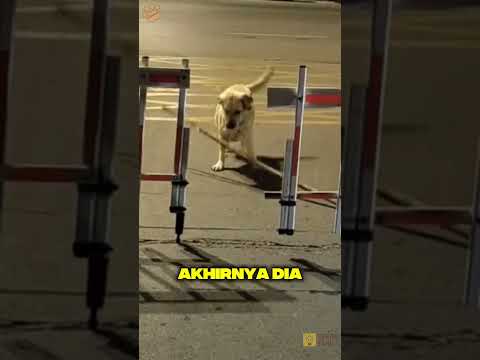 Kadang Hidup Gitu, Kalau Nggak Bisa Lurus, Miring Dikit