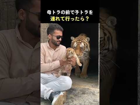 母トラの前で子トラを連れて行ったら？