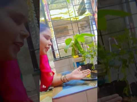 karo Tulsi ki Pu cartoons ki Pujaja