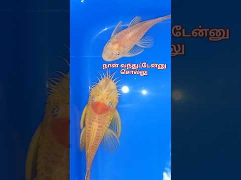 Bristle nose pleco வாங்கியாச்சி 😆😆