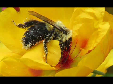 Black Bumble Bee