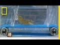 Shrimp Endurance and Speed Analysis