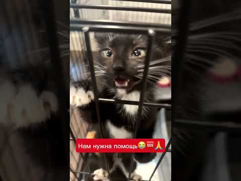 Тяжелая судьба😭