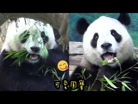 圓寶認真吃竹葉，圓寶趴在鞦韆吃一吃還發呆|熊貓貓熊The Giant Panda Yuan Yuan and Yuan Bao|台北市立動物園