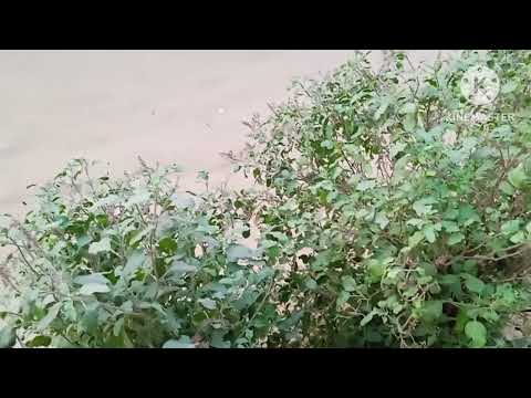 जिसके घर तुलसी हो ओ बातें ध्यान रखें 