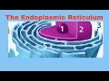 Understanding the Endoplasmic Reticulum