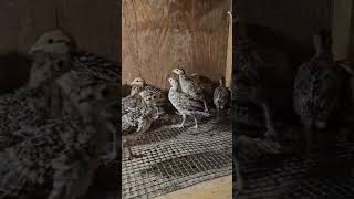 Охотничие фазвнята #pheasant #zoo #birds #rooster #chickenshop #ayam
