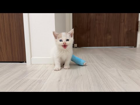 足を骨折してた生後1か月の子猫を保護して家に連れて帰ったら不安でこうなっちゃいました。