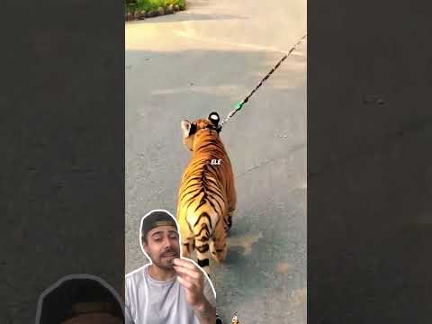 O homem teve coragem de cuidar do pequeno tigre 🐯e foi isso que aconteceu #animais #petcare #shorts
