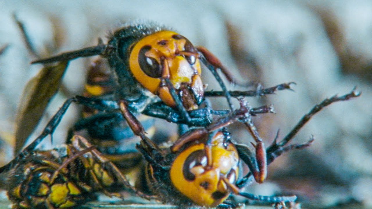 Giant Hornets Massacre Yellow Hornets Buddha Bees and The Giant Hornet Queen BBC Earth