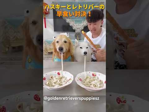 ハスキーとレトリバーの早食い対決!