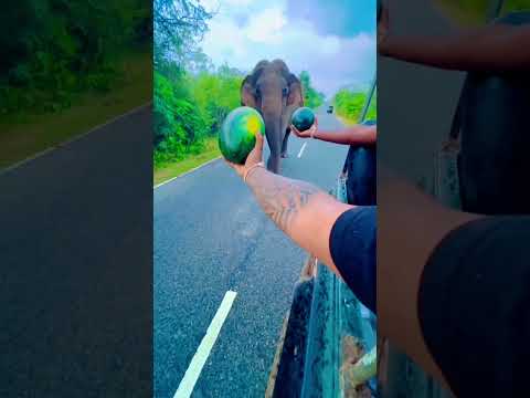 Elephant Eat Watermelon 🍉🐘