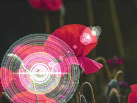 Kimi no Ai ga Koishii - The Soul Total Ensemble - Serenading Japanese Lovers With Old School Soul