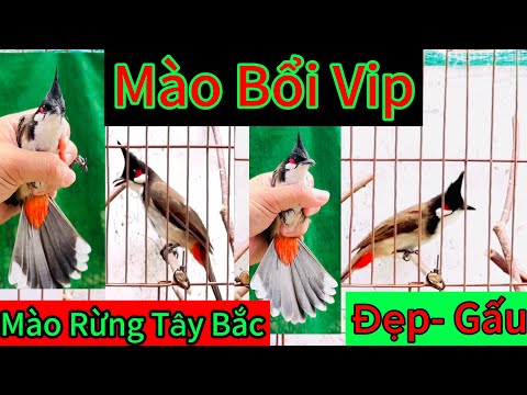 8 Mào Tuyển- Tố chất Ae Gột Đeo Đeo Số . từ 400k-700k... lh.0962.173.954