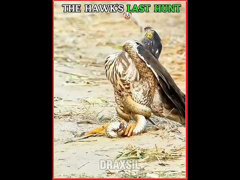 False move by the falcon ☠️#edit #animals #viralvideo