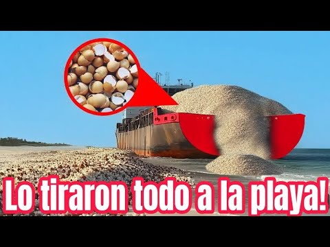 Tiraron cáscara de huevo trituradas a la playa! Años después sucede algo increíble.