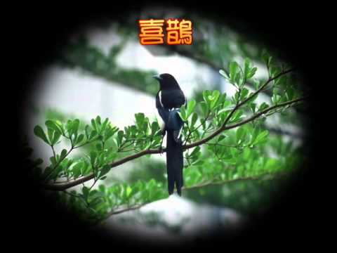 巴克禮公園蛙類及鳥類介紹 國語 - YouTube(1分25秒)