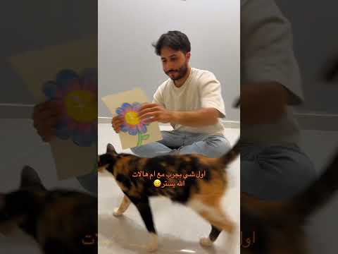 #cat #catfunny #قطتي #اكسبلور #catvideos #قطط #funny #اكلتك #ترند