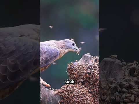 Burung Ini Masuk Sarang Lebah Saking Laparnya