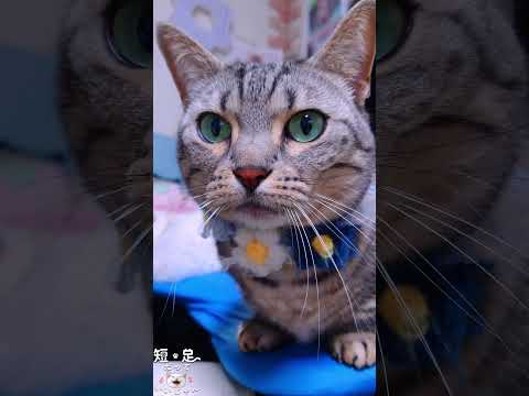 結局、二手に分かれて寝た猫たち　#ジェネッタ #マンチカン #短足