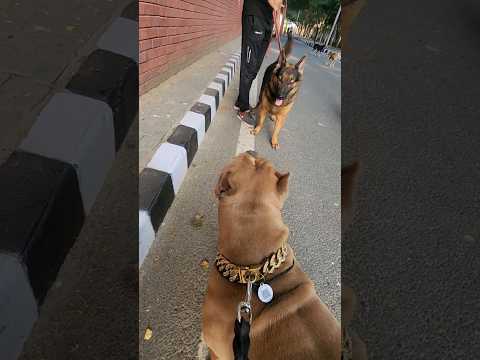 Amrica🇺🇲 ka germani🇩🇪 pr fir se hamla🥷 #amanandbully #pitbulldog #germanshepherd