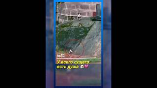 Собака-мама позвала хозяина спасти щенка