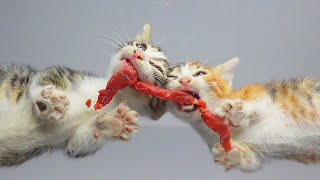 Kittens Eating Meat | Cat ASMR