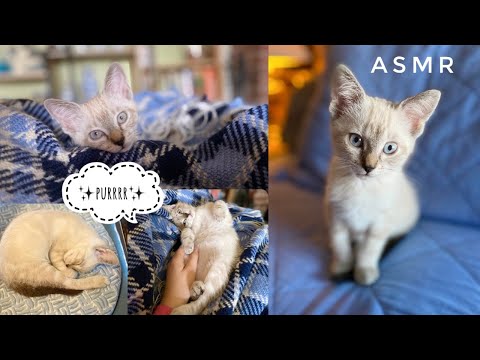 ASMR~Sleepy Kitten Purring Sounds To Destress and Relax You😴🐈✨